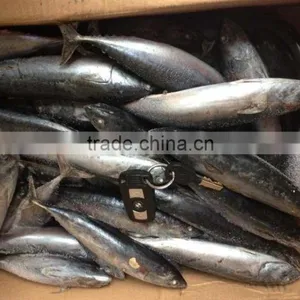 Thailand Export Tuna Fish Bonito thumbnail-1