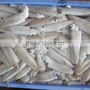 LOLIGO SQUID/ ARROW FISH/ INKFISH/ CALAMARI thumbnail-4