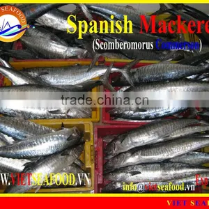 FROZEN SPANISH MACKEREL WHOLE ROUND thumbnail-1