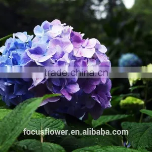 Artificial Yellow Hydrangea Flower Ball For Sale thumbnail-4