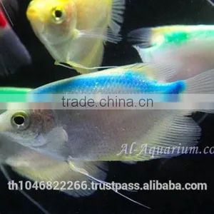 Giant Gourami Mix Color / Aquarium Fish Exporter thumbnail-5