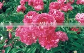 Herbaceous Peony Plant Root Chun Hong Jiao Yan thumbnail-1