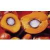 Palm Oil thumbnail-1