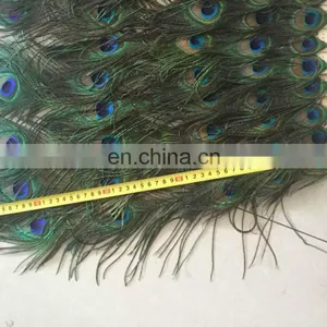 160cm-170cm Large Decorative Natural Peacock Feather Fan for Party Hang on the Wall thumbnail-3