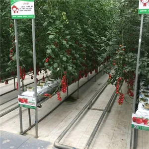 PC Sheet Greenhouse With Fully Opened Roof Ventilation thumbnail-5