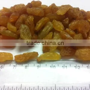 Golden Normal Raisin thumbnail-1