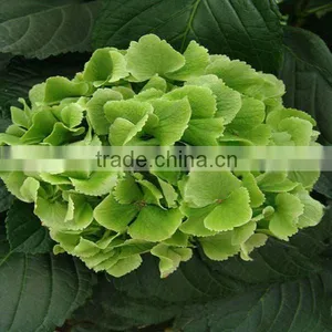 Hot Fresh Green Hydrangea thumbnail-1
