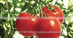 Fresh Ketchup Tomato Exporters in India thumbnail-4
