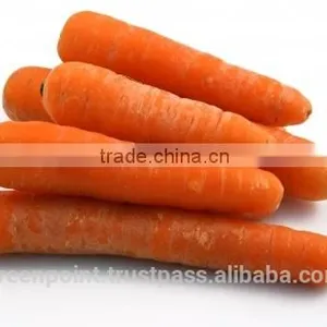 Carrot thumbnail-6