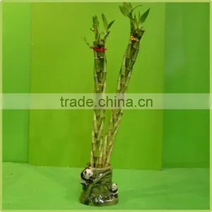 5pcs Braided Lucky Bamboo Air Bonsai Tree Dracaena Sanderiana Indoor Ornamental Aquatic Plants Nursery Garden Decoration thumbnail-1