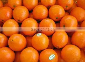 Chinese Sweet Mandarin Orange in 2012 thumbnail-1