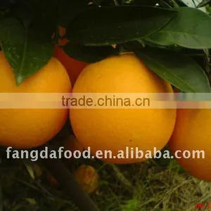 New Fresh Navel Orange thumbnail-1