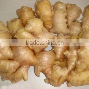 Wholesale Organic Common Cultivation Type Fresh Ginger thumbnail-5