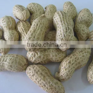 Organic Peanut in Shell Shandong thumbnail-1