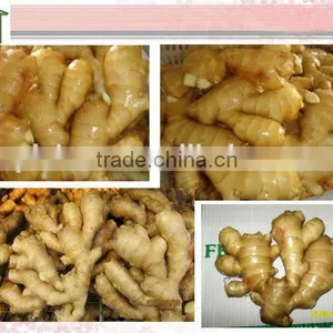 Organic Fresh Ginger thumbnail-4