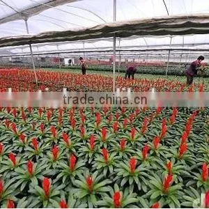 High Quality PE Transparent Woven Greenhouse Film for Flowers Fruits thumbnail-1