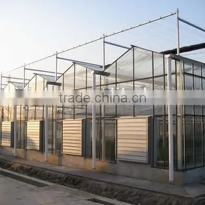 Beautiful and Bright Flowers Cultivation in Greenhouse thumbnail-1