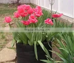 High-quality Plant Grow Fabric Pot Smart Non Woven Plant Bag (1 Gal to 1200 Gal) thumbnail-1