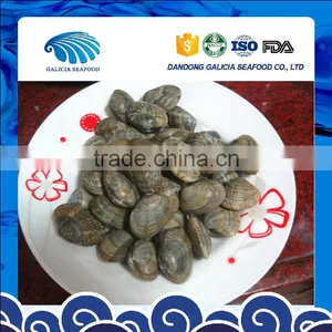 Frozen Variegated Clam Cheap Pirce For Sale thumbnail-1
