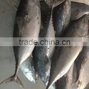 in Stock Seafrozen Bonito Tuna Fish Catch for Sale thumbnail-1