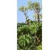 Angelica P.E thumbnail-1