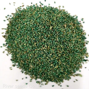 High Quality Bulk Super Green Elephant Napier Grass Seeds for Sale thumbnail-1