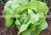 Organic Fresh Lettuce Butterhead thumbnail-1