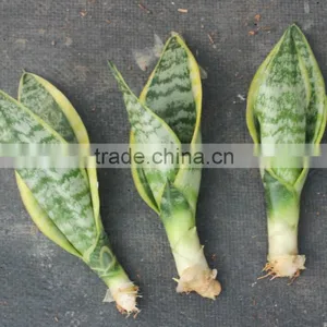 Formaldehyde Plants Sansevieria thumbnail-1