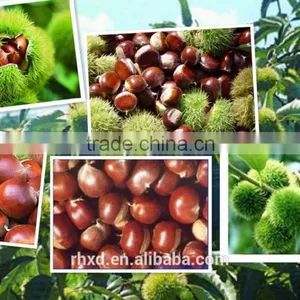 Chinese Chestnut thumbnail-2