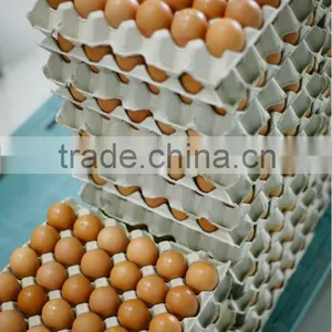EGG TRAY 30 thumbnail-6