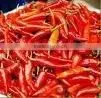 Resampatti Chili thumbnail-1