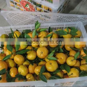 2012 China Shatang Orange Top Quality With Leaf thumbnail-1