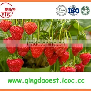 For Sale High Quality Whole Strawberry thumbnail-1