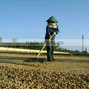 WASHED ARABICA GREEN COFFEE BEANS GRADE 2 SCREEN 13 thumbnail-6