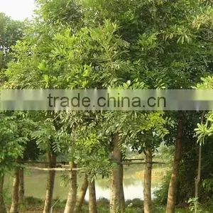 Swietenia Mahagoni(L.)Jacq. thumbnail-1