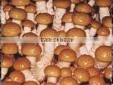 2014 New Crop Canned Marinated Nameko Mushrooms thumbnail-3