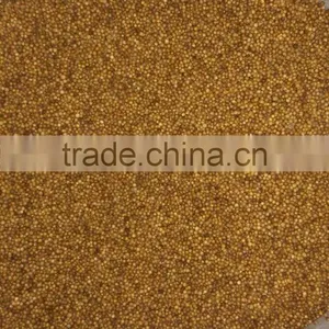 Coriander thumbnail-1