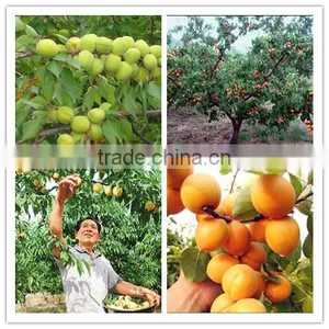 Water Soluble Quick Release Organic Fertilizer 3-0-12 thumbnail-4