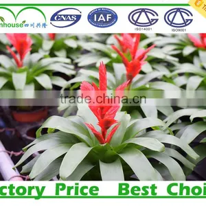 2016 New Type Agriculture Greenhouse thumbnail-4