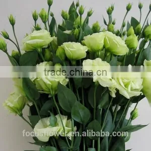 Right Season Fresh Green Eustomas With High Quality thumbnail-5