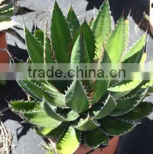 Agave Horrida V. "Perotensis Limon" in 8 Liters Pot thumbnail-1