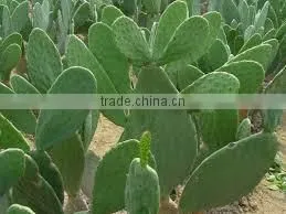 Caralluma Fimbriata Extract thumbnail-4