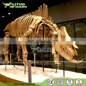 Museum Exhibtion Life Size Animal Skeleton thumbnail-3