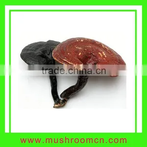 Ganoderma Lucidum thumbnail-1
