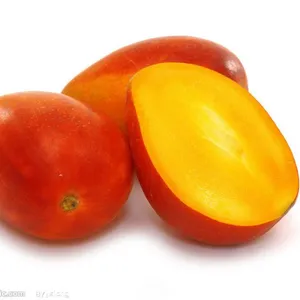 Tropical Fruit Trees Mango Trees With Grafting Janpan Korea Asian Mango Trees thumbnail-5