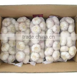 New Crop China Shandong Fresh Garlic ---Normal White and Pure White Garlic thumbnail-2