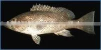 Spotted Grouper Whole Round , HO Gutted , Skinless Fillet , Skin-on Fillet thumbnail-1
