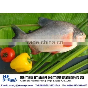 Fresh Whole Fish Frozen thumbnail-1