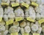 New Crop Fresh Normal White Garlic(4.5cm) thumbnail-1