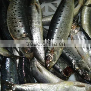 Canned Sardine thumbnail-1